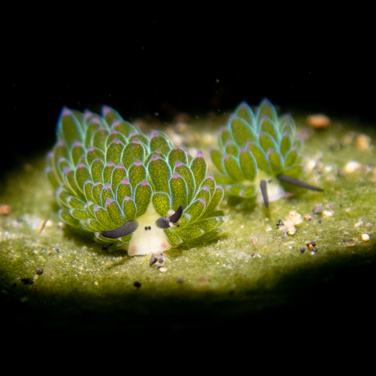 Send Me Nudis 7-Piece Iconic Dice Set